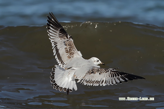 Schwarzkopfmöwe - Copyright Stefan Pfützke