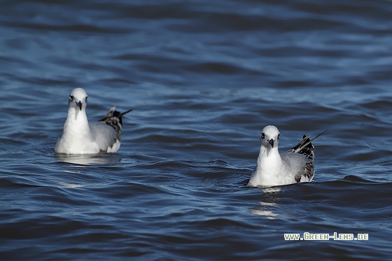 Schwarzkopfmöwe - Copyright Stefan Pfützke