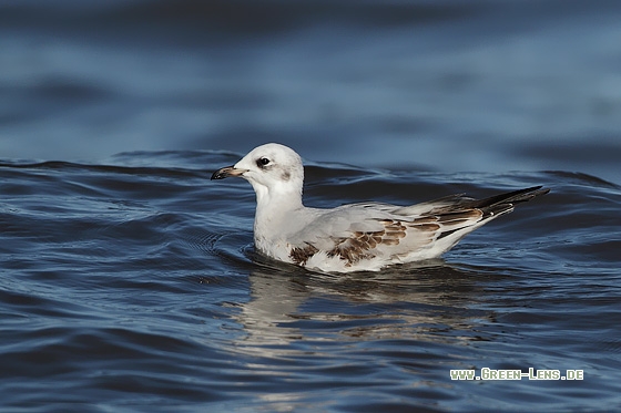 Schwarzkopfmöwe - Copyright Stefan Pfützke