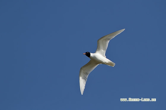 Schwarzkopfmöwe - Copyright Stefan Pfützke