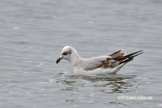 Schwarzkopfmöwe - Copyright 
