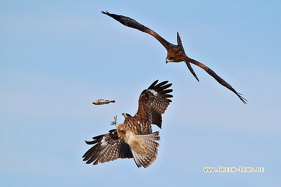 Schwarzmilan - Copyright Stefan Pfützke
