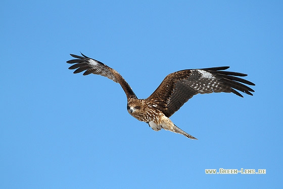 Schwarzmilan - Copyright Stefan Pfützke