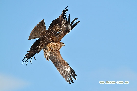 Schwarzmilan - Copyright Stefan Pfützke