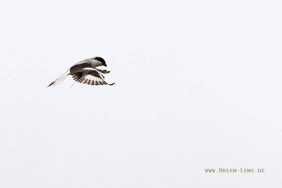 Schwarzstirnwürger - Copyright Mathias Putze