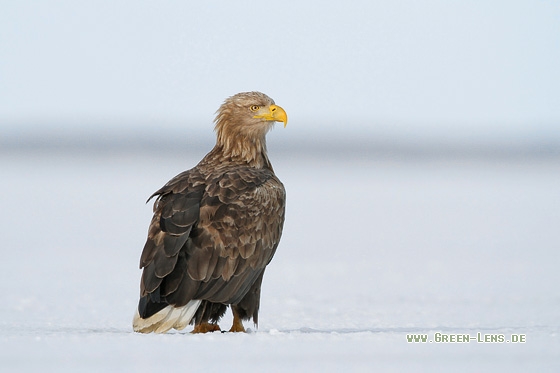 Seeadler - Copyright Stefan Pfützke