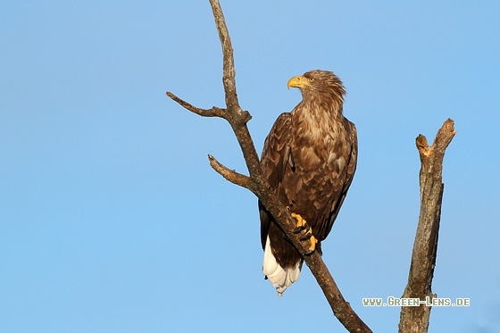 Seeadler - Copyright Stefan Pfützke
