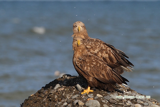 Seeadler - Copyright Stefan Pfützke