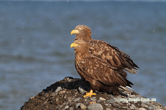 Seeadler - Copyright Stefan Pfützke