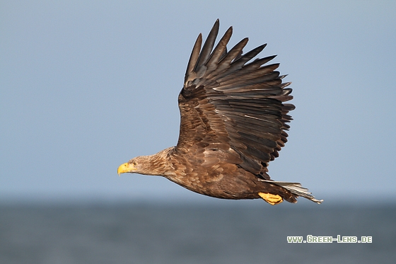 Seeadler - Copyright Stefan Pfützke