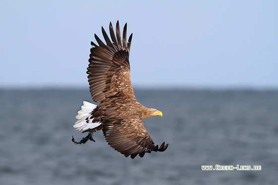 Seeadler - Copyright Stefan Pfützke