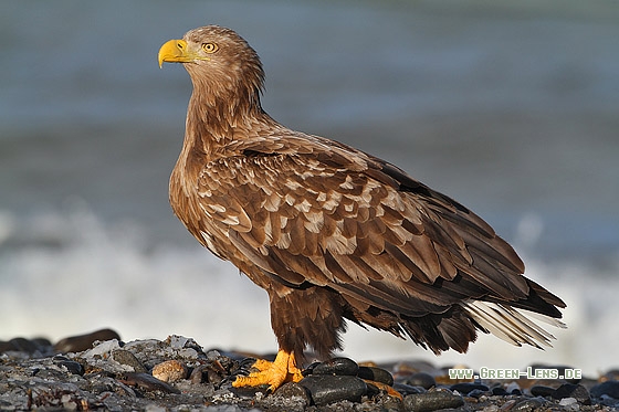 Seeadler - Copyright Stefan Pfützke