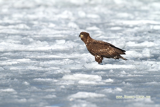 Seeadler - Copyright Stefan Pfützke