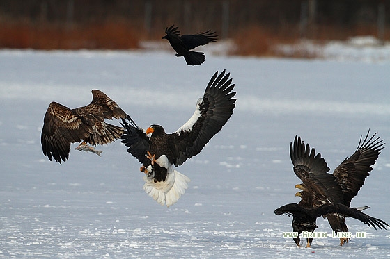 Seeadler - Copyright Stefan Pfützke