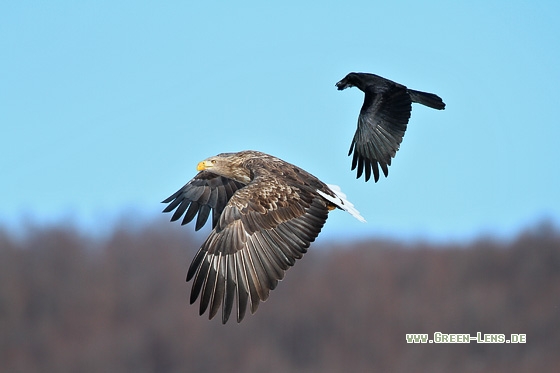Seeadler - Copyright Stefan Pfützke