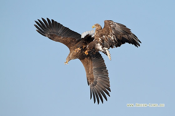 Seeadler - Copyright Stefan Pfützke
