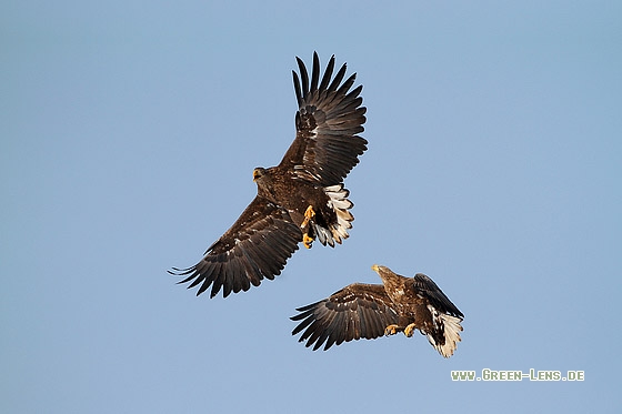 Seeadler - Copyright Stefan Pfützke