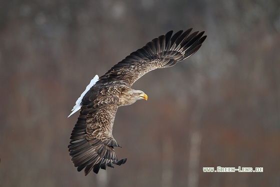 Seeadler - Copyright Stefan Pfützke