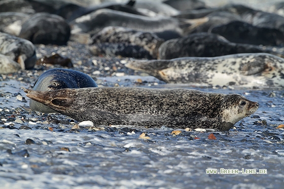 Seehund - Copyright Stefan Pfützke