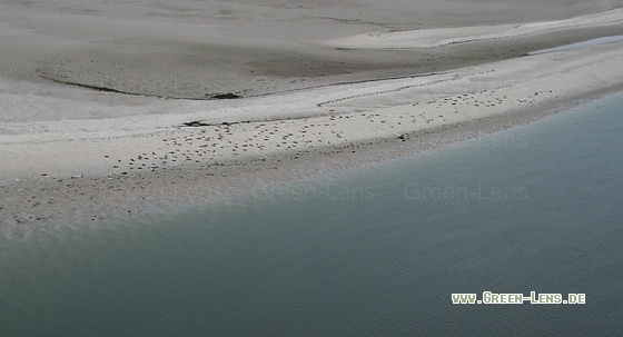 Seehund - Copyright Stefan Pfützke