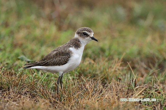 Seeregenpfeifer - Copyright Stefan Pfützke