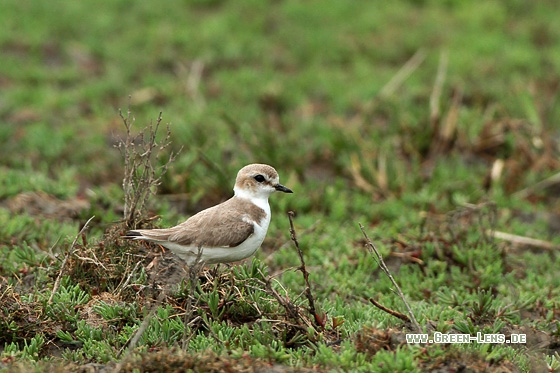 Seeregenpfeifer - Copyright Stefan Pfützke