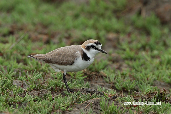 Seeregenpfeifer - Copyright Stefan Pfützke