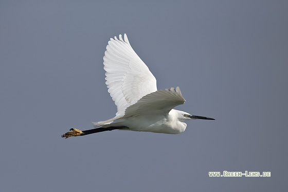 Seidenreiher - Copyright Mathias Putze