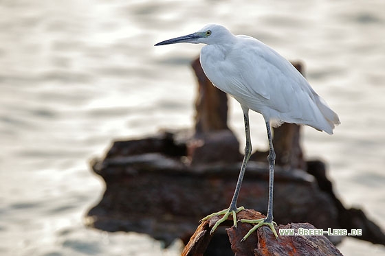Seidenreiher - Copyright Stefan Pfützke
