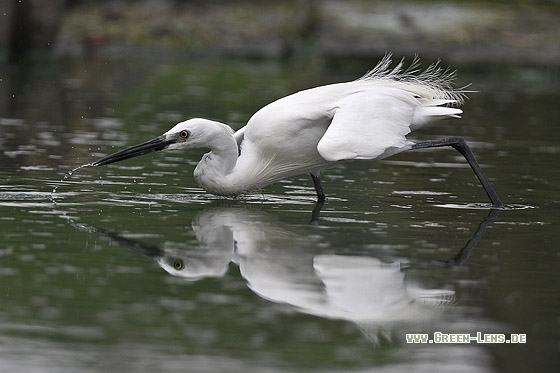 Seidenreiher - Copyright Stefan Pfützke