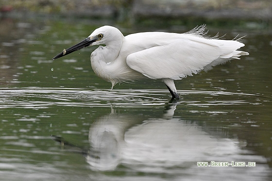 Seidenreiher - Copyright Stefan Pfützke