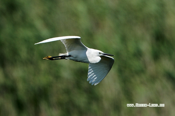 Seidenreiher - Copyright Stefan Pfützke