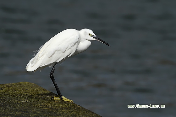 Seidenreiher - Copyright Stefan Pfützke