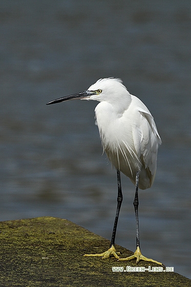 Seidenreiher - Copyright Stefan Pfützke