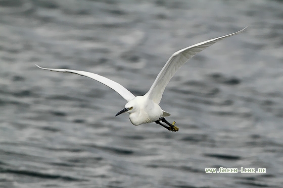 Seidenreiher - Copyright Stefan Pfützke
