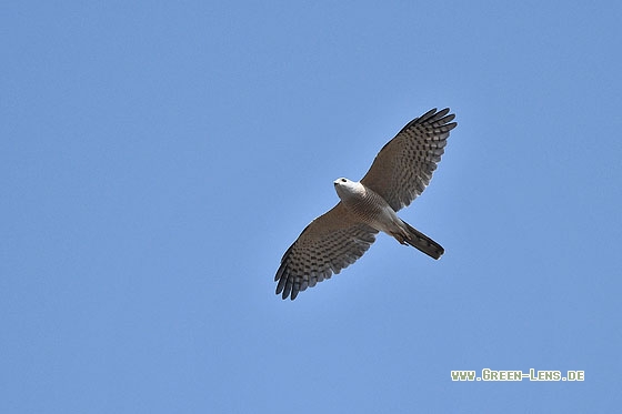 Shikra - Copyright Stefan Pfützke