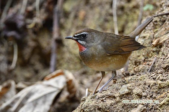 Rubinkehlchen - Copyright 