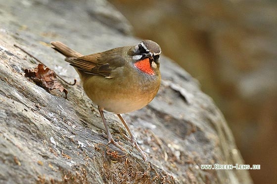 Rubinkehlchen - Copyright 