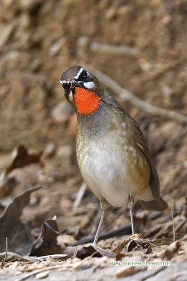 Rubinkehlchen - Copyright 