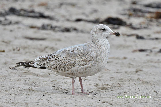 Silbermöwe - Copyright 