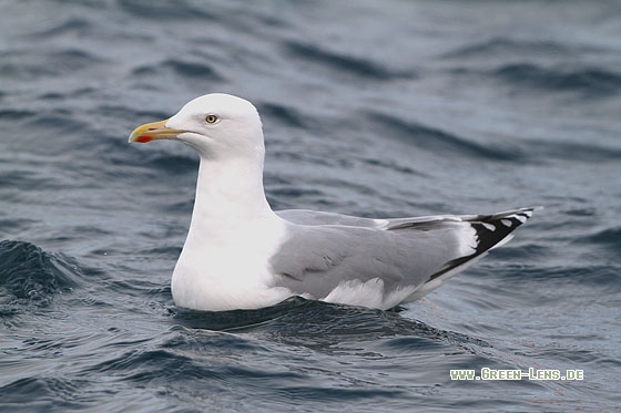 Silbermöwe - Copyright 
