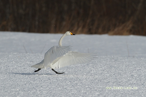 Singschwan - Copyright Stefan Pfützke