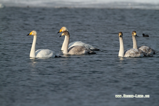 Singschwan - Copyright Stefan Pfützke