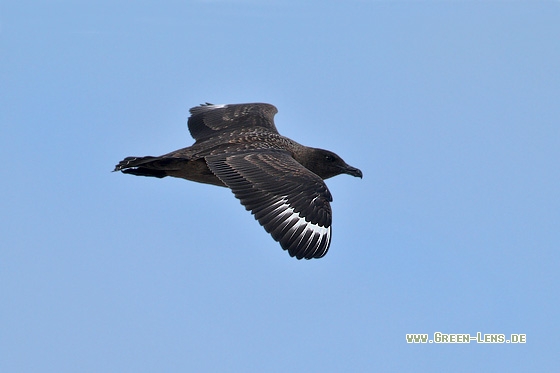 Skua - Copyright Stefan Pfützke