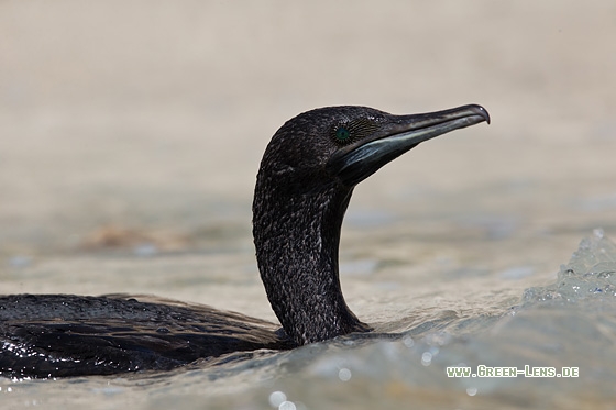 Sokotrakormoran - Copyright Mathias Putze