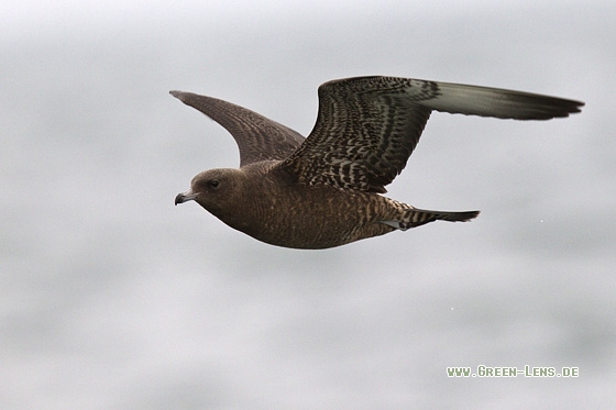 Spatelraubmöwe - Copyright Mathias Putze