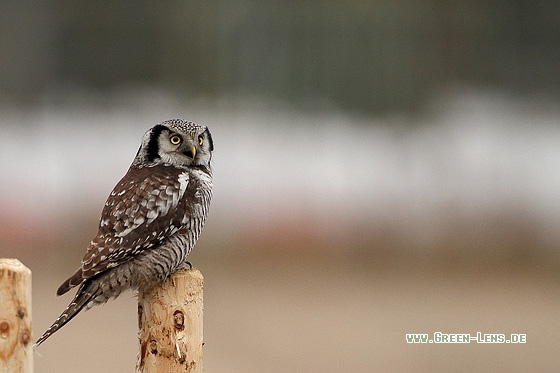 Sperbereule - Copyright Stefan Pfützke