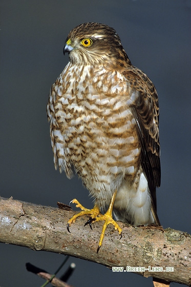 Sperber - Copyright Stefan Pfützke