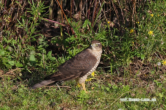 Sperber - Copyright Stefan Pfützke