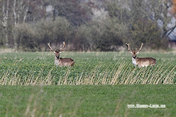 Damhirsch - Copyright Stefan Pfützke